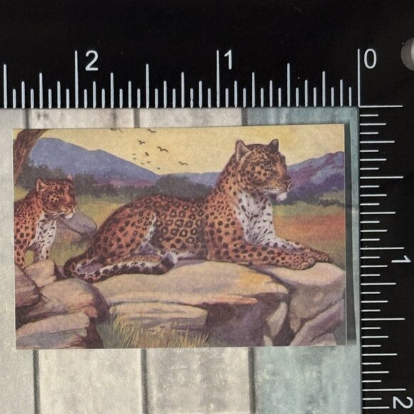 🌀10/$10🌀 Classic Vicious Cats Lion Tiger Cheetah Reusable Washi Sticker Decal - Picture 1 of 1